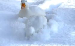 【ｗ】雪をかきわけながら猛進する2羽のアヒルが話題に「楽しそう！」