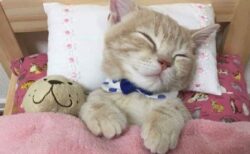 【こねこ】ベッドでぬいぐるみと眠る子猫が話題に「寝姿かわいい！」「手がｗ」