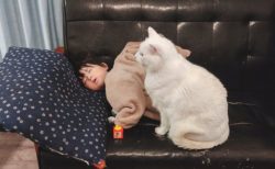 【けなげ】落ちないように‥ソファーで眠った子の傍でじっと動かない猫が話題に