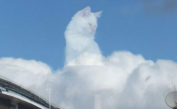 【ｗ】雲の上から見下ろす猫　「カリン様だ」「神々しい。猫神様だあ～」