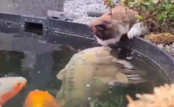 【動画】「ちゅっ」鯉とキスをする猫、可愛すぎて海外勢もほんわかしてしまう
