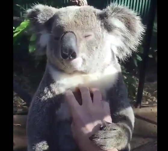 【動画】マッサージを受けるコアラの表情、気持ち良さそう
