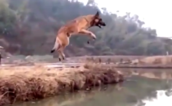 【すごい！】ベルギーの犬、ジャンプで川を飛び越えてしまう！　これには外国人も大興奮！