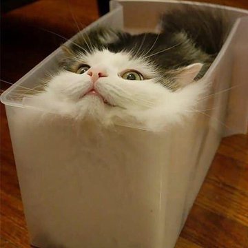 【ｗ】猫は液体説　→やっぱり液体だった！