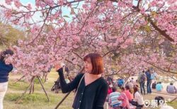 【櫻花】台湾で桜満開！