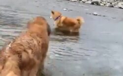 【泣いた】ゴールデンレトリバー、柴犬が川で怯え動けなくなってる事を察し救助