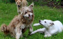 【ｗ】「犬は飼い主に見せるために犬同士で遊ぶ傾向」最新研究論文が話題に