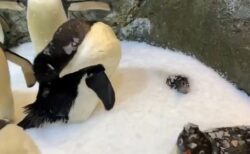 【にょきっ】独りだけ雪に埋まり顔だけ出してるペンギンが話題に「周りも面白いｗ」