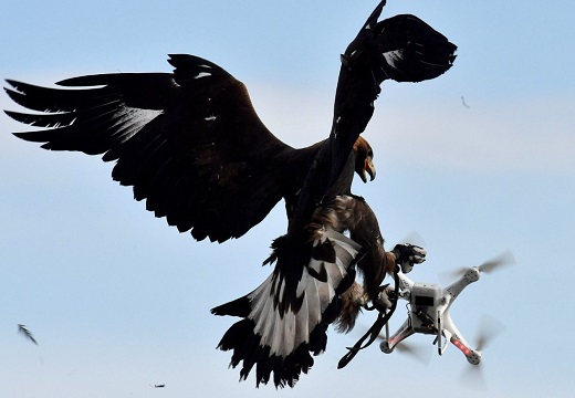 【猛禽類】鷹匠の指示でドローンを狩る空軍の鷹が超絶かっこいい「アナログ最強」