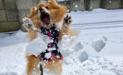 【ｗ】雪に大興奮するポメラニアンの神ショットが話題に「躍動感すごいｗ」