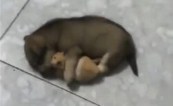 【ｗ】大事そうにハムスターを抱いて寝る犬、どちらの表情も可愛いすぎる(･∀･)