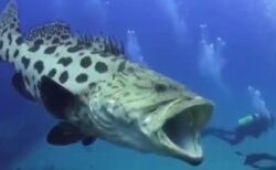 【衝撃】日本に生息する巨大魚、人間と並んだ動画が大迫力！