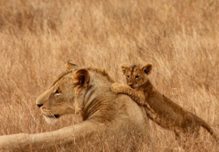 【笑】背後からこっそり近づく子ライオンとびっくり仰天しすぎる母ライオン