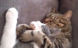【動画】甘え上手な猫と男前な猫、リア充っぷりが話題にｗ