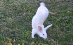 【動画】逆立ちして歩くウサギが話題に「三度見した‥」「えぇ?!」「理由もすごいｗ」