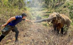 【泣いた】国立公園の象、12年前に自分を助けてくれた獣医を見つけ挨拶に向かう