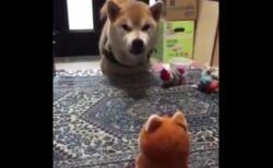 【動画】真顔でおもちゃと会話する犬が話題に「おもちゃに押され気味ｗ」