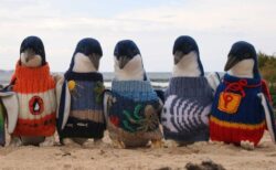 ペンギンのセーターを編むおじいちゃんと、セーターを着たペンギン、可愛いすぎる