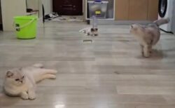 【動画】ファインプレーが凄すぎる猫3匹が話題に「え！」「衝撃のラスト」