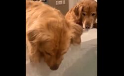 【ﾌﾞｸﾌﾞｸ】水に顔を突っ込んで遊ぶ犬と怪訝そうに見守る犬、可愛いすぎる2匹が話題