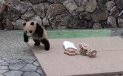【ぴょこぴょこ】無邪気に遊ぶ小パンダ、可愛いすぎる動きが話題にｗ