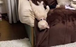 【動画】すごい格好で爆睡する猫が話題に「寝顔も最高ｗ」