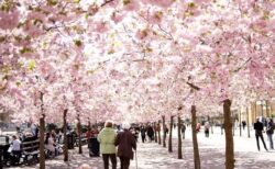 【画像】桜前線がスウェーデンに到着。日本が国王に寄贈した八重桜、見事な満開に