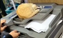 【すや～】コンビニのコピー機で暖まる猫、全く動じない様子が話題にｗ