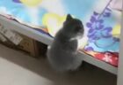 【もこもこ】スリッパが大好きな子猫達の動画が話題「スリッパになりたい！」