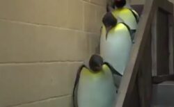 【ラスボスｗ】並んで階段を降りてくるペンギン軍団、最後の赤ちゃんが可愛いすぎるｗ