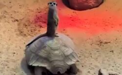 【動画】亀の背中に乗って移動するミーアキャットが話題に「すごいカメラ目線ｗ」