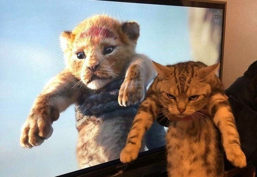 【ネコ科】ライオンぶった猫ちゃんが話題に「すごい顔ｗ」