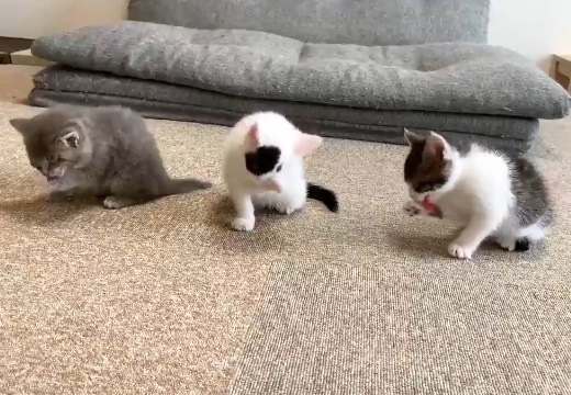 【ﾍﾟﾛﾍﾟﾛﾍﾟﾛﾍﾟﾛ】子猫3匹、食後の風景がカワイイすぎるｗ