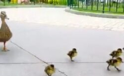 【動画】ディズニーランドでカモ一家が大移動。可愛いすぎるｗ