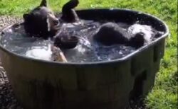 【動画】クマがお風呂を楽しむ様子が話題に「脚の動きカワイイｗ」