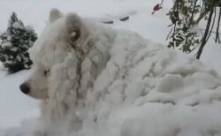 【ｗ】シベリア出身の大型犬、雪に埋もれてる真っ白いモフモフ姿が可愛いすぎるｗ