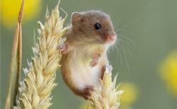 【ちっさ】日本一小さいネズミ。穂の先でちょこんとしてる姿が話題に