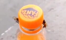 【感動】2匹の蜂、協力してファンタオレンジの蓋を開けてしまう