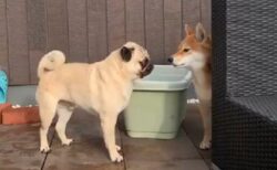 【動画】柴犬に怒られたパグの反応がたまらなく可愛いくて話題にｗ