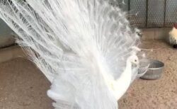 【スサノオ神社】大きく羽根を広げた純白のクジャクが話題に「優雅」「神のつかいだ」