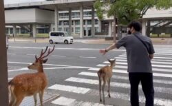 【ｗ】赤信号、車の切れ目を狙い横断歩道を上手に渡っていく鹿が話題に
