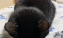 【ごめん寝】かわいさの破壊力がものすごい黒猫ちゃんが話題にｗ