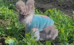 【動画】ぬいぐるみみたいなウサギ！仕草もふわふわさも超カワイイｗ