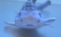 【ﾊﾟﾀﾊﾟﾀﾊﾟﾀﾊﾟﾀ】動きが可愛い笑顔のサメが話題に「変な声が出たｗ」