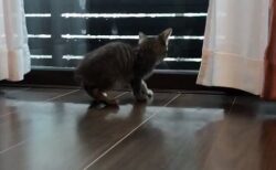 【ｗ】部屋から外の嵐を見ている子猫、床が濡れてると思いあわあわしてしまう