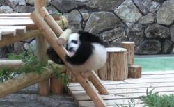 【えぇ】はしごに四苦八苦してるパンダが可愛いすぎるｗ