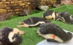 【もふもふ】ペンギン集団のお昼寝、可愛いすぎる様子が話題に