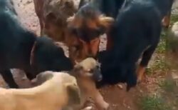 【動画】成犬ばかりの保護施設に来た子犬、大歓迎されるｗ