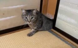 【にゃ】小さなねこ扉から出てくる大きなネコちゃんが話題に「しっぽｗ」