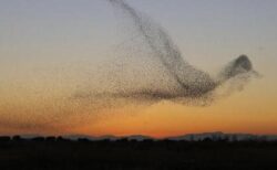 【絶句】猛禽類から身を守るため、巨大な鳥の形の隊形で飛ぶホシムクドリの大群が凄い